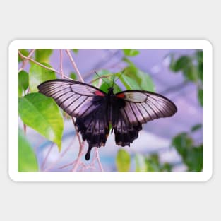 beautiful green butterfly Sticker